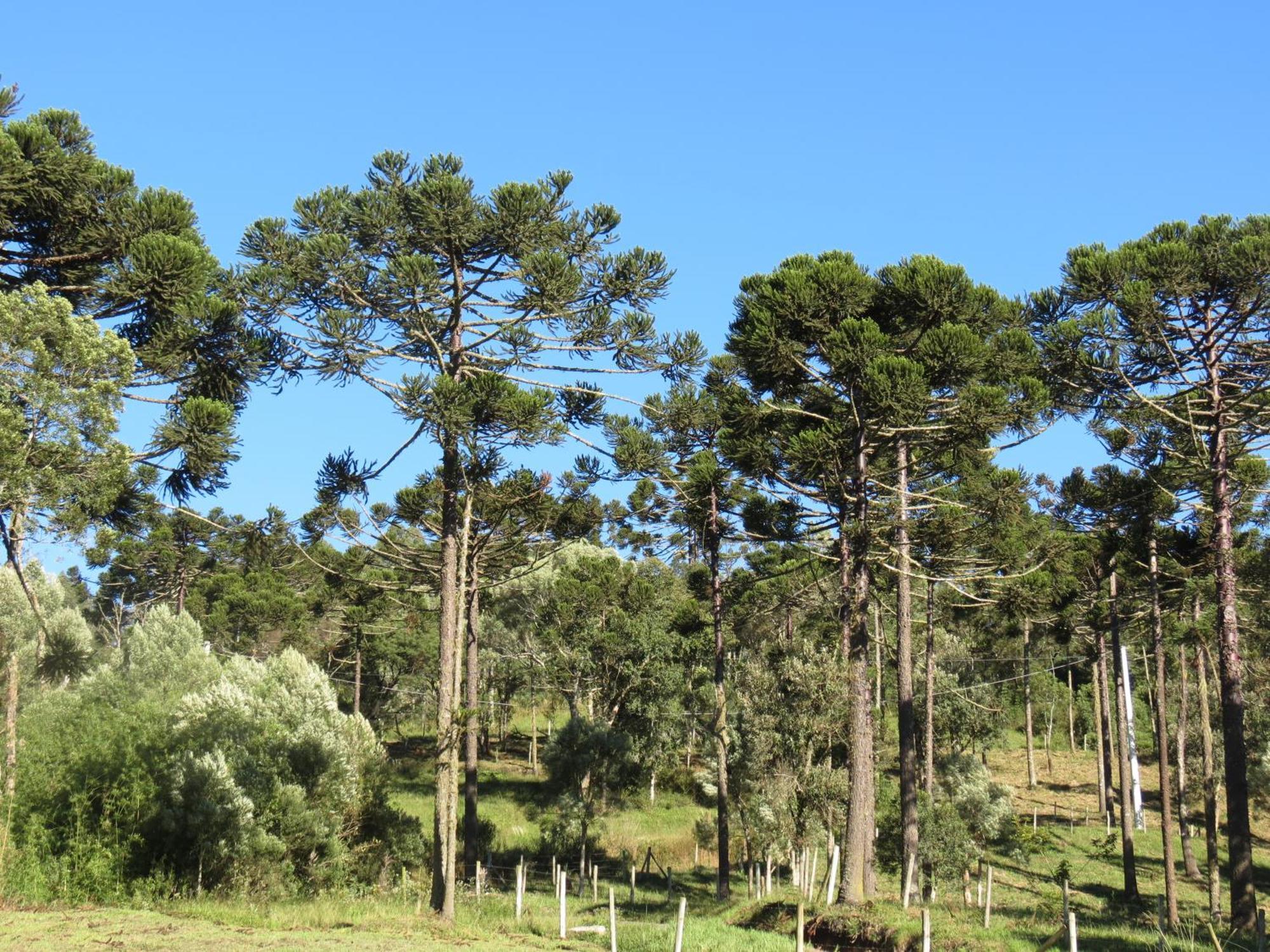 Refugio Da Montanha Villa Urubici Bagian luar foto